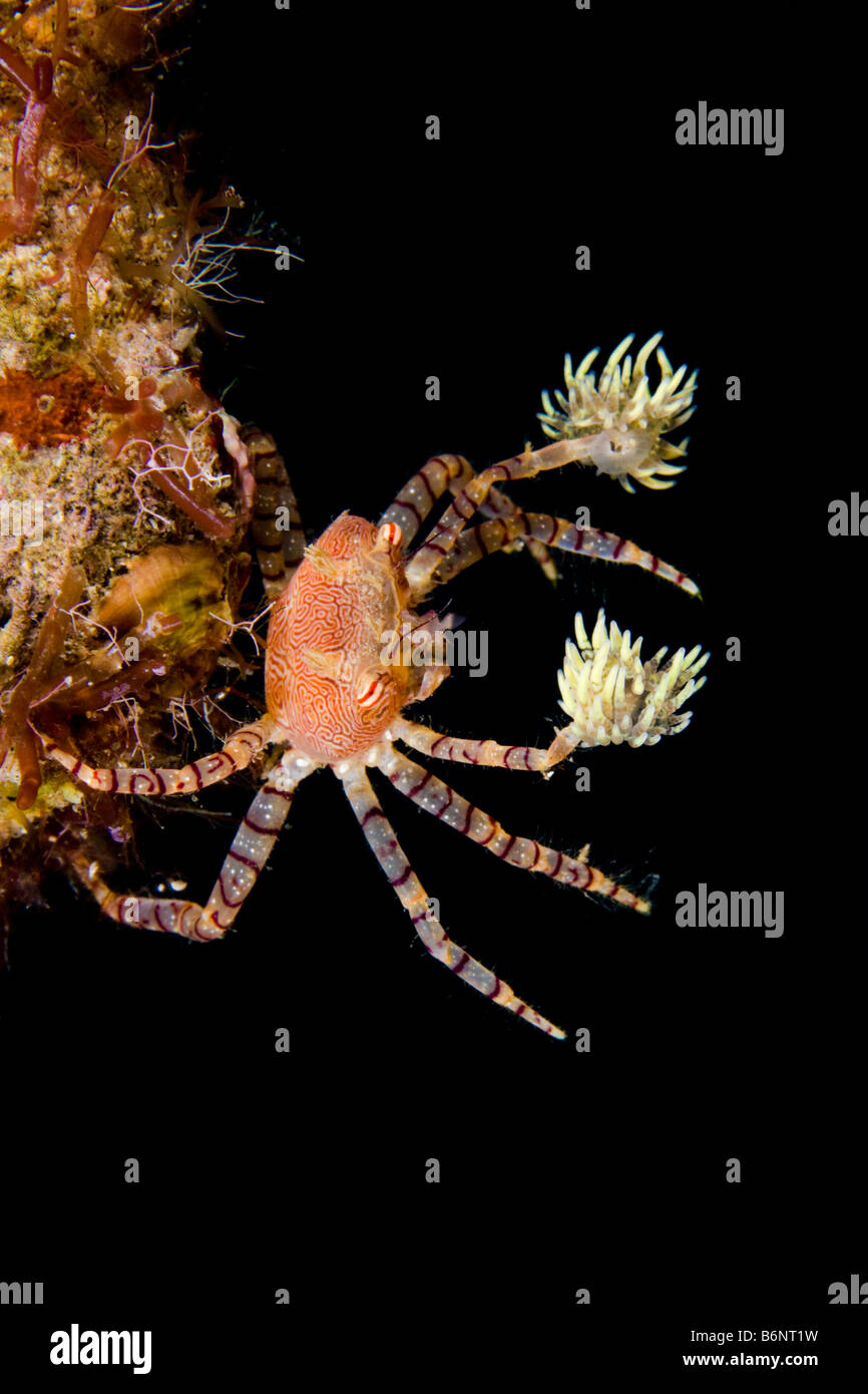 An endemic Hawaiian pom pom crab or boxer crab, Lybia edmondsoni, Hawaii. Stock Photo