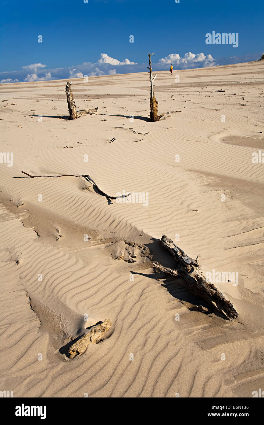 Walker in Wydma Czolpinska dunes with dead trees eroding from sand Slowinski national park Poland Stock Photo