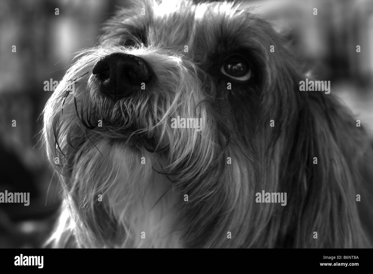 Dog's portrait during eye contact with owner Stock Photo Alamy