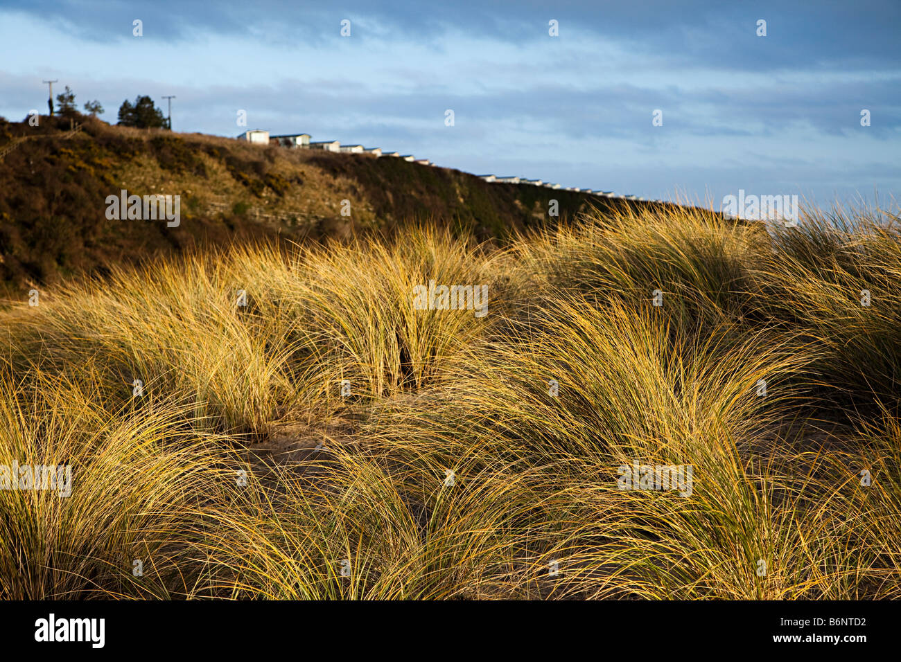 Marram grass Ammophilia arenaria on dunes near Aberthaw with holiday caravans on cliff edge Wales UK Stock Photo
