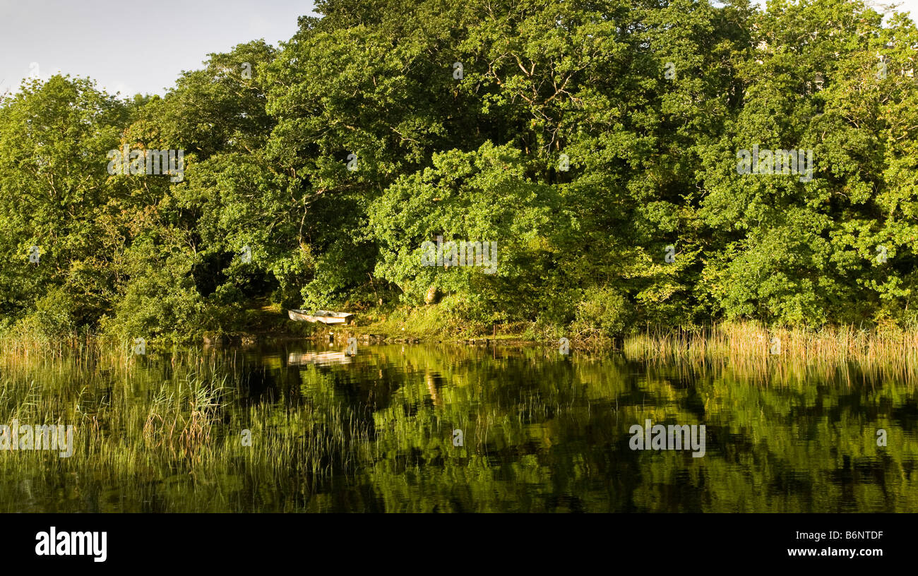 rowing boat hidden among reeds and over hanging trees County Galway Stock Photo
