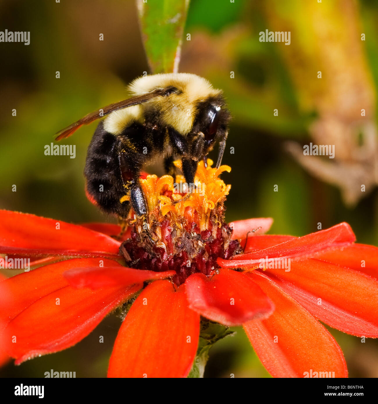 Large Carpenter Bee on orange zinnia bloom Stock Photo Alamy