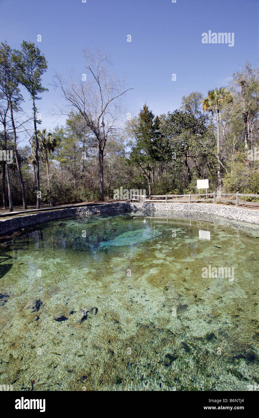 Pitt Spring freshwater florida Stock Photo Alamy