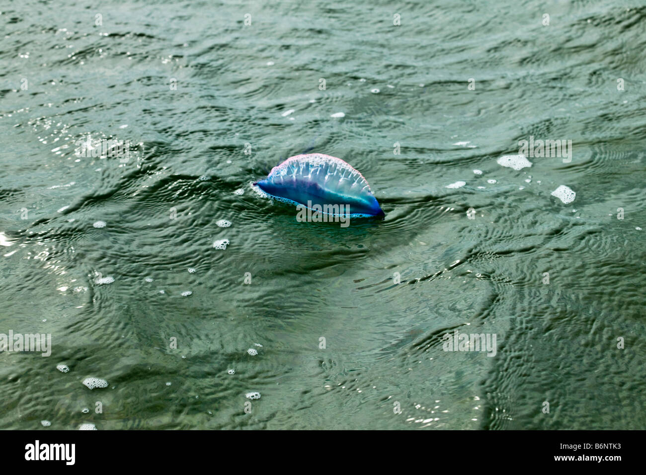 Portuguese man o war stinging jellyfish hi-res stock photography and ...