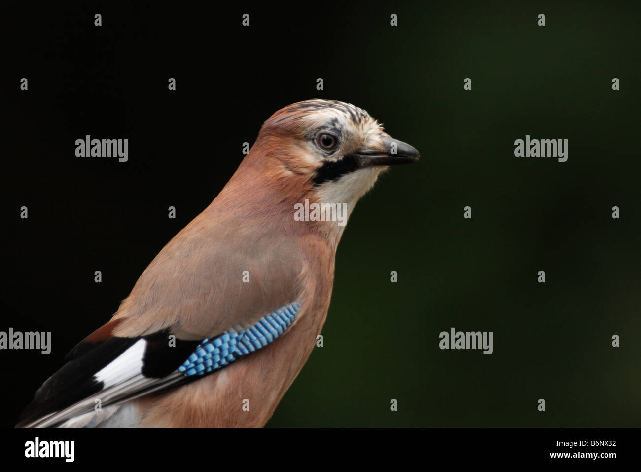 JAY, Garrulus glandarius Stock Photo