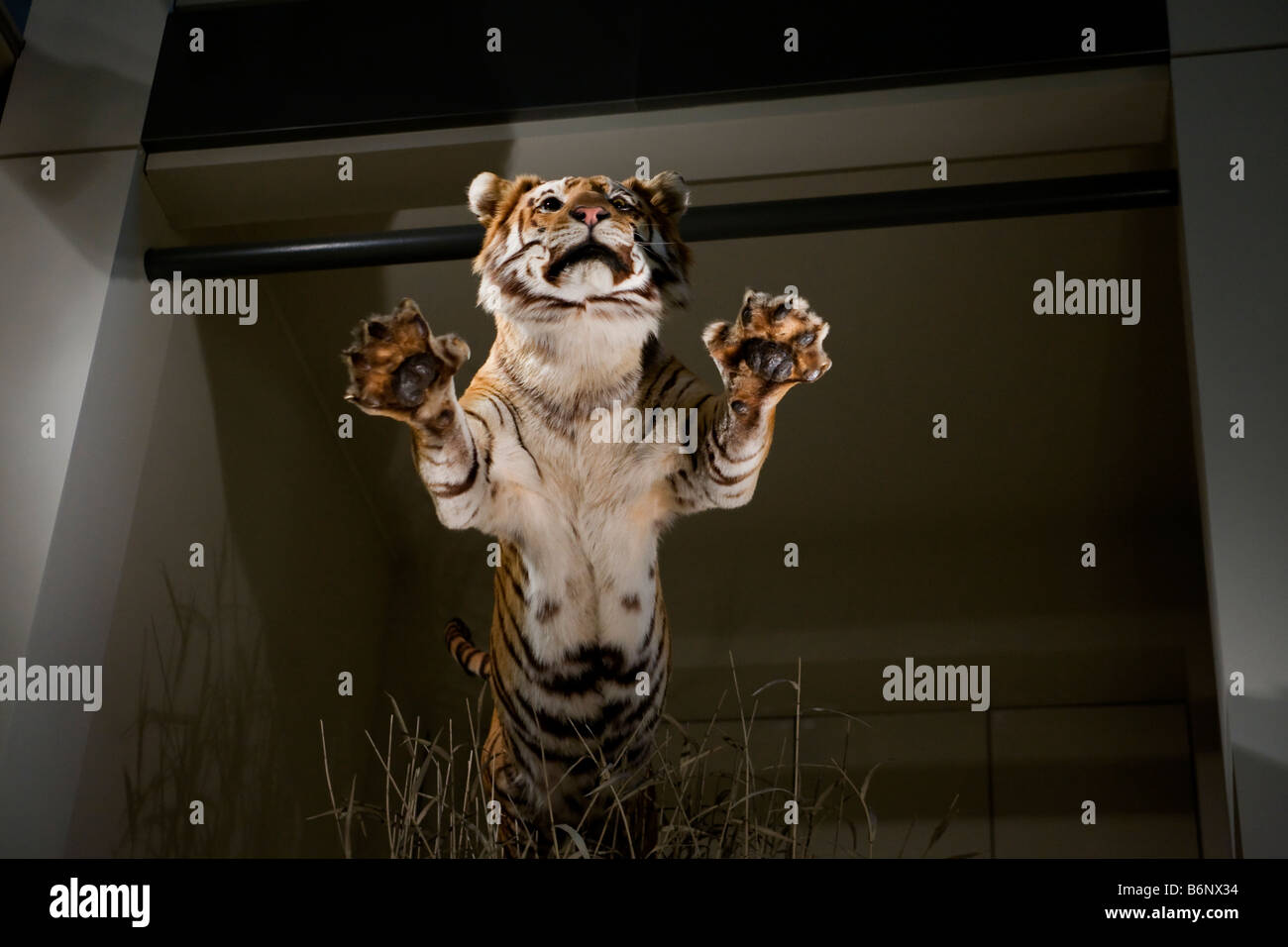 Stuffed leaping Bengal tiger - USA Stock Photo