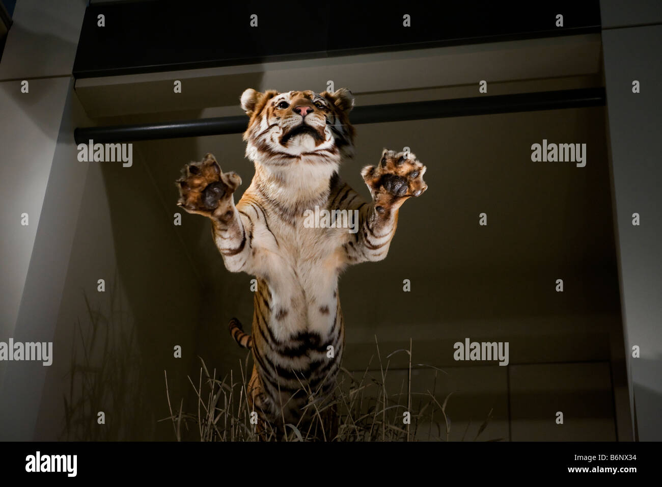 Stuffed leaping Bengal tiger - USA Stock Photo - Alamy