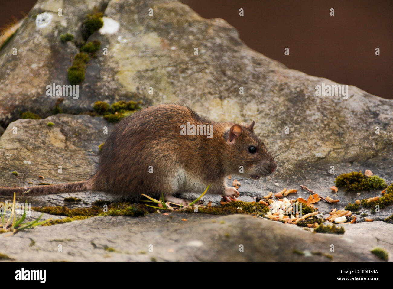 BROWN RAT, Rattus norvegicus Stock Photo