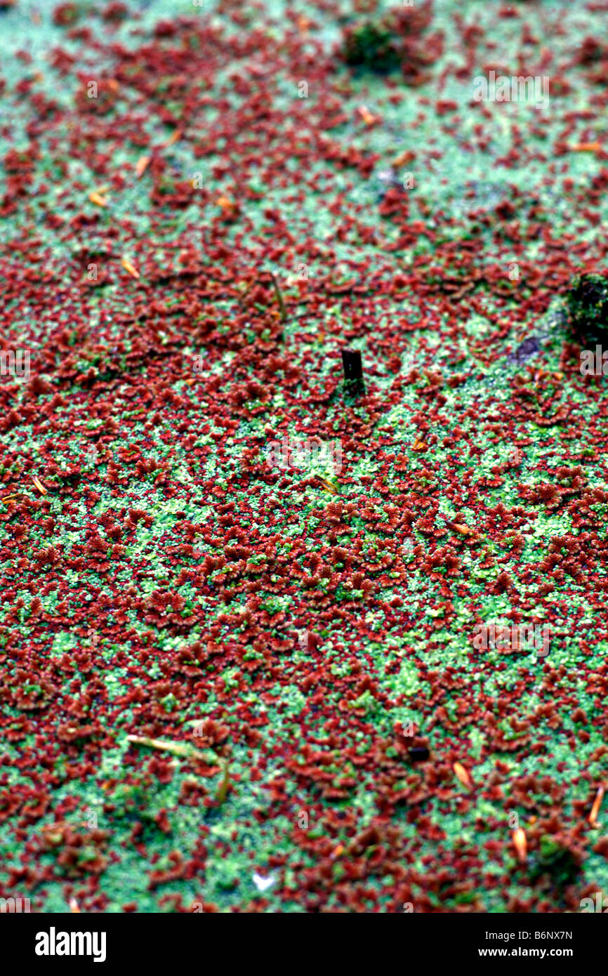 AZOLLA IS AN INVASIVE ALIEN WATER PLANT NOW ESTABLISHED IN THE UK Stock ...