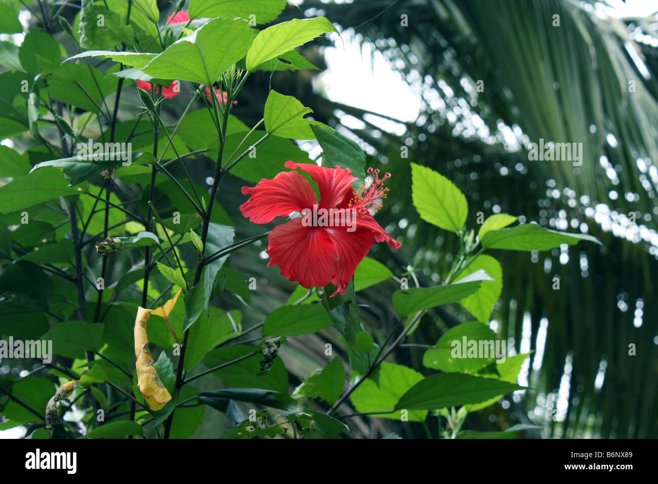 Hibiscus plant hi-res stock photography and images - Alamy