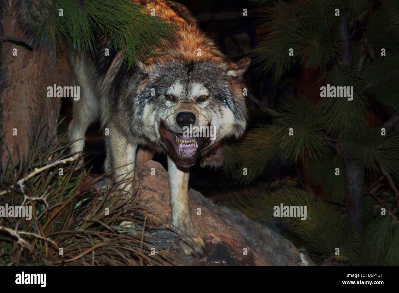 Angry wolf Stock Photo