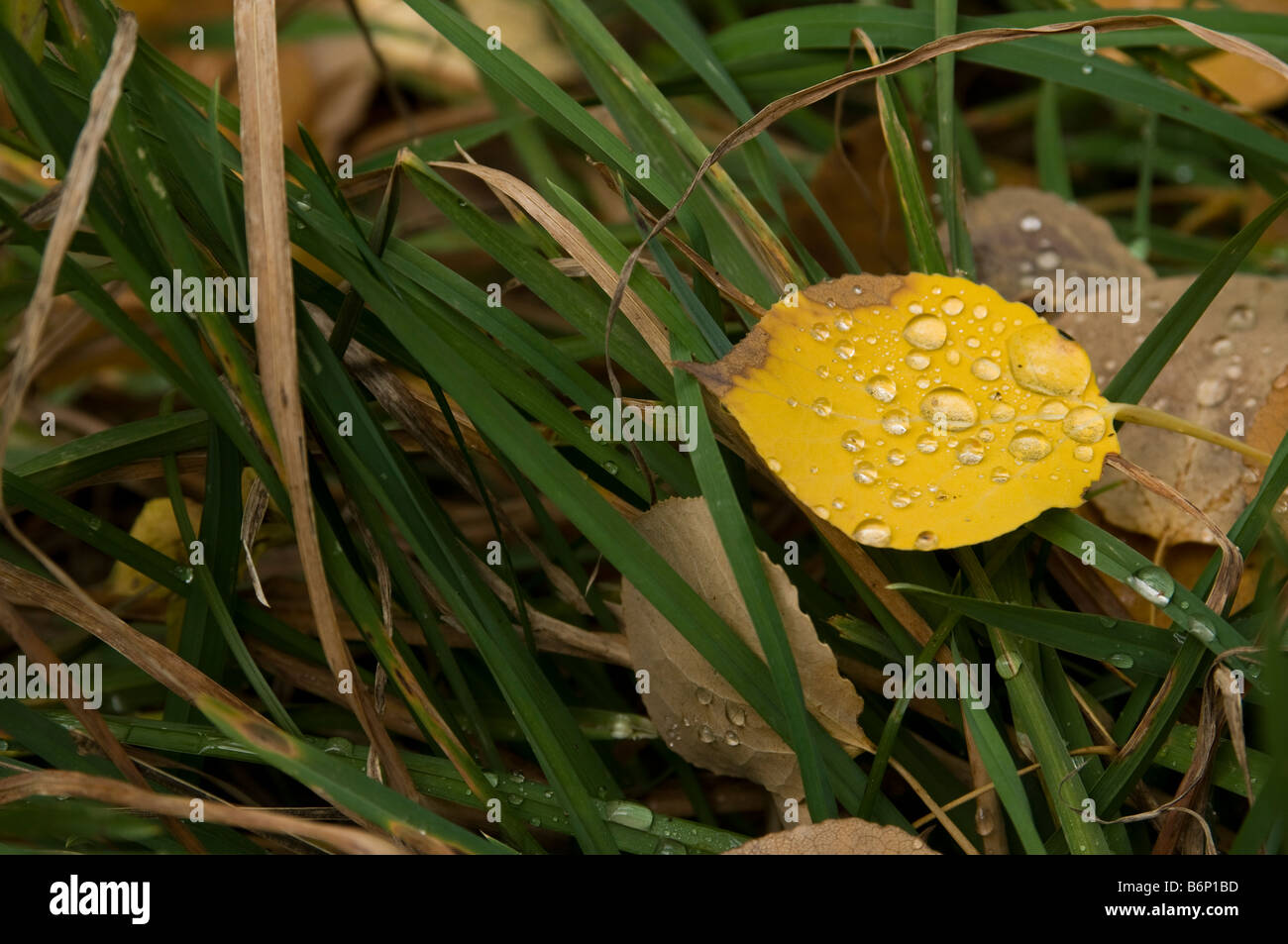 Golden Aspen leaf laying on green grass with fresh dew drops near Boulder Colorado. Stock Photo
