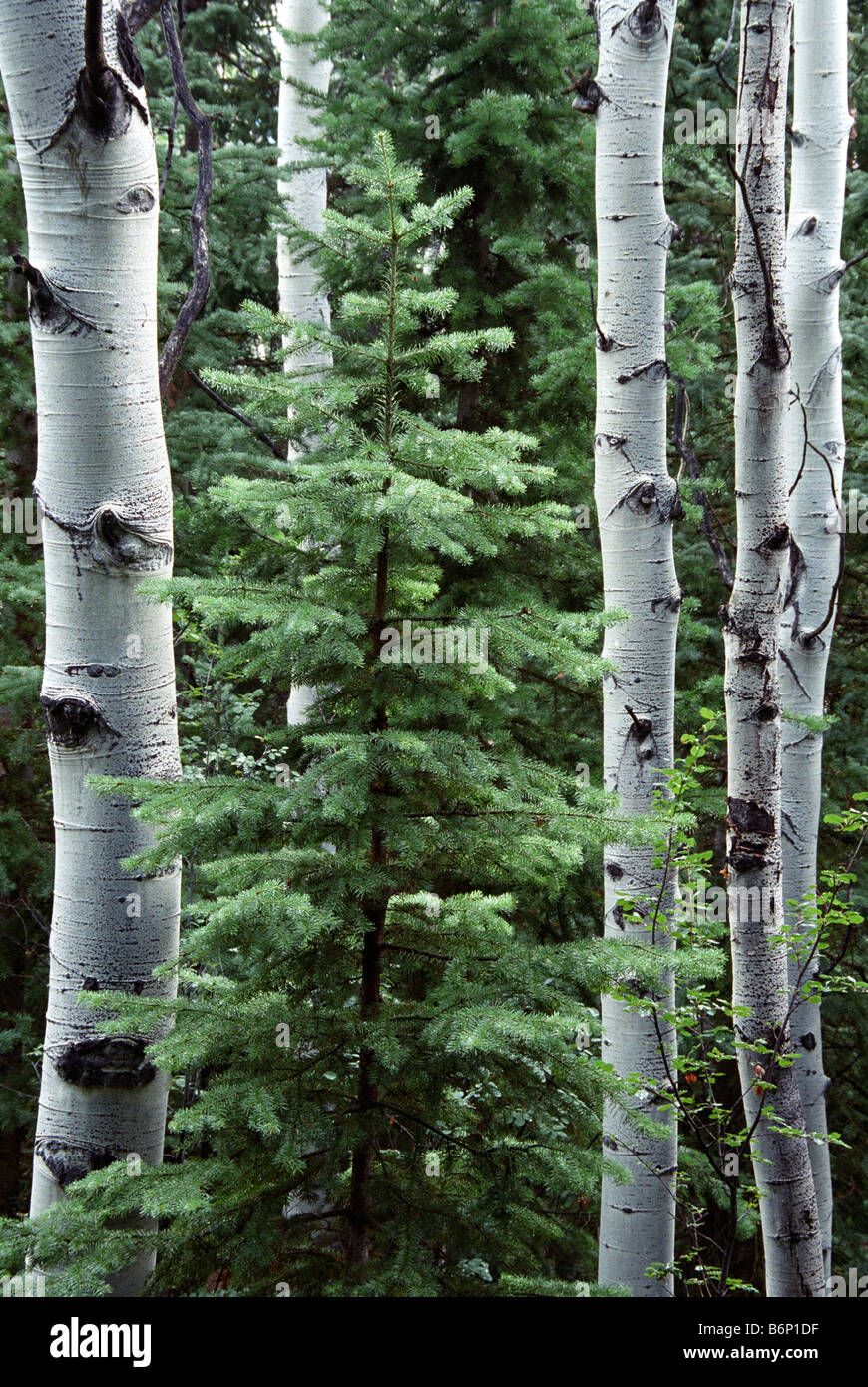 Pine tree between Aspen trees in a forest in western Colorado Stock