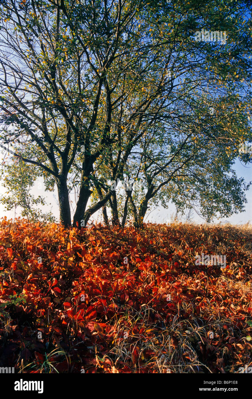 Parthenocissus in autum Stock Photo