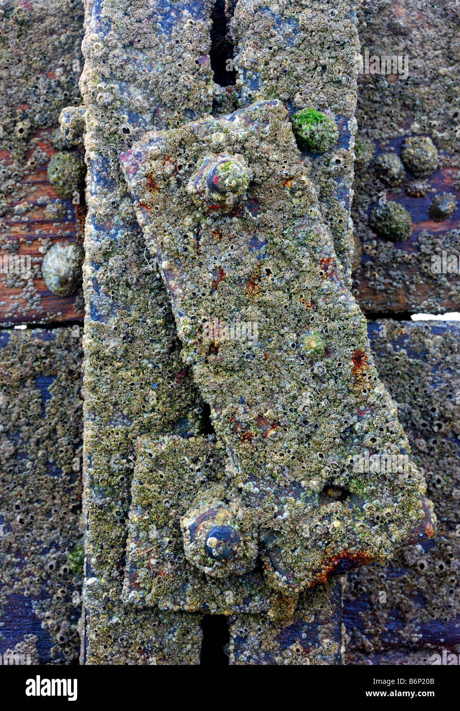 barnacles and a few limpets on a breakwater in wales,uk Stock Photo