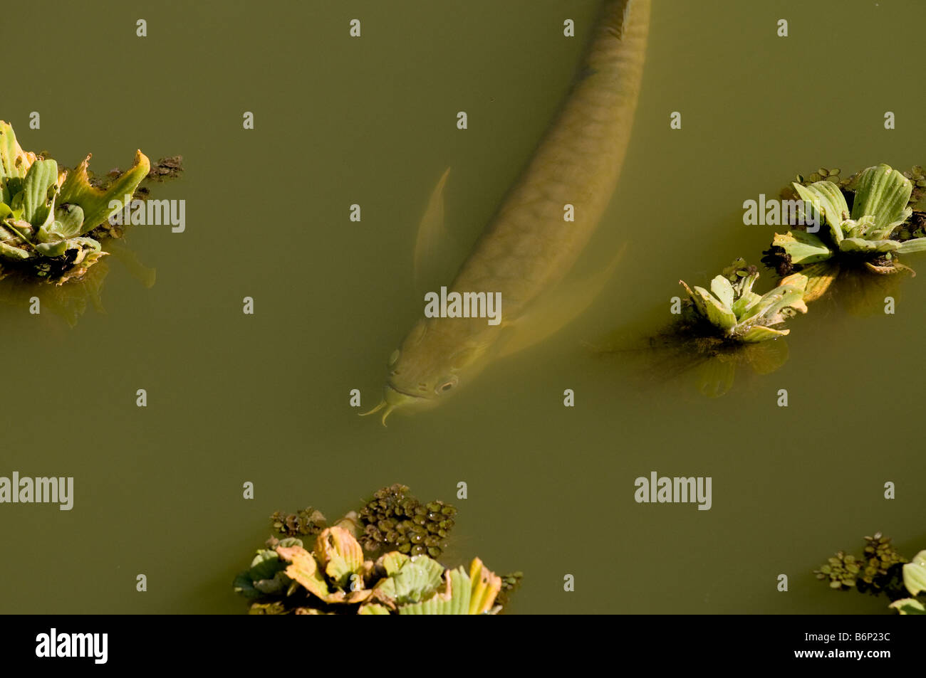 Arahuana Osteoglossum hi-res stock photography and images - Alamy