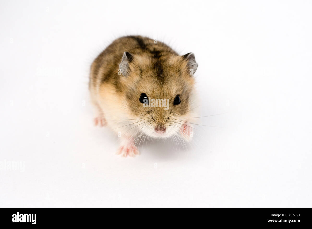 Campbell's Russian dwarf hamster Phodopus campbelli Stock Photo