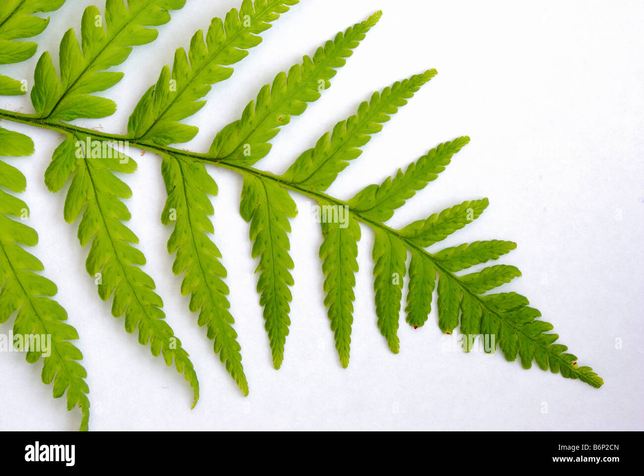 Green fern on white background Stock Photo
