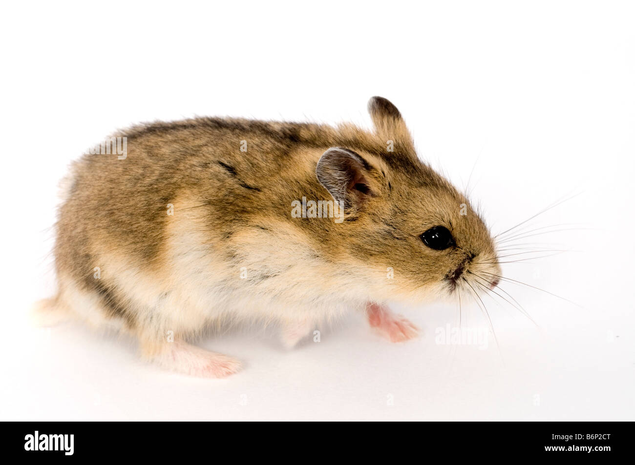 Campbell's Russian dwarf hamster Phodopus campbelli Stock Photo