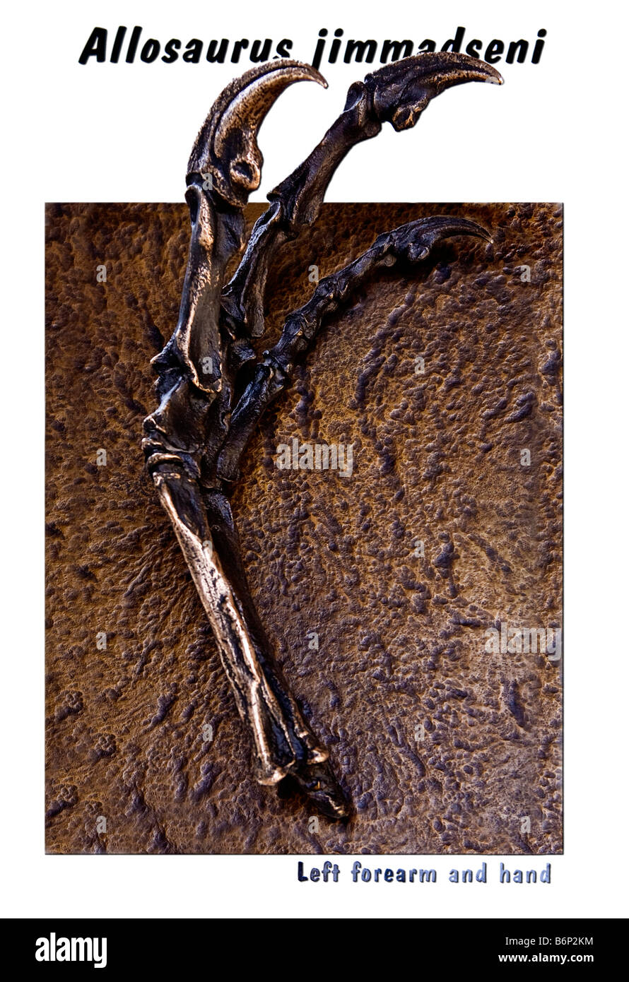 Image of a dinosaur left forearm and hand bones on display at the Dinosaur National Park in Colorado Stock Photo
