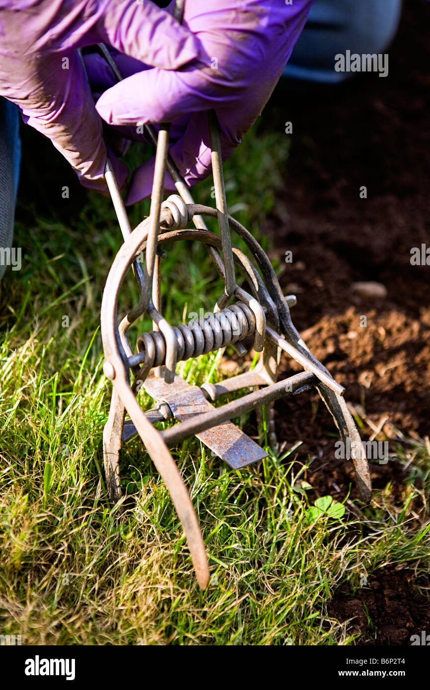 Image of a pair of gloved hands setting a mole trap Stock Photo