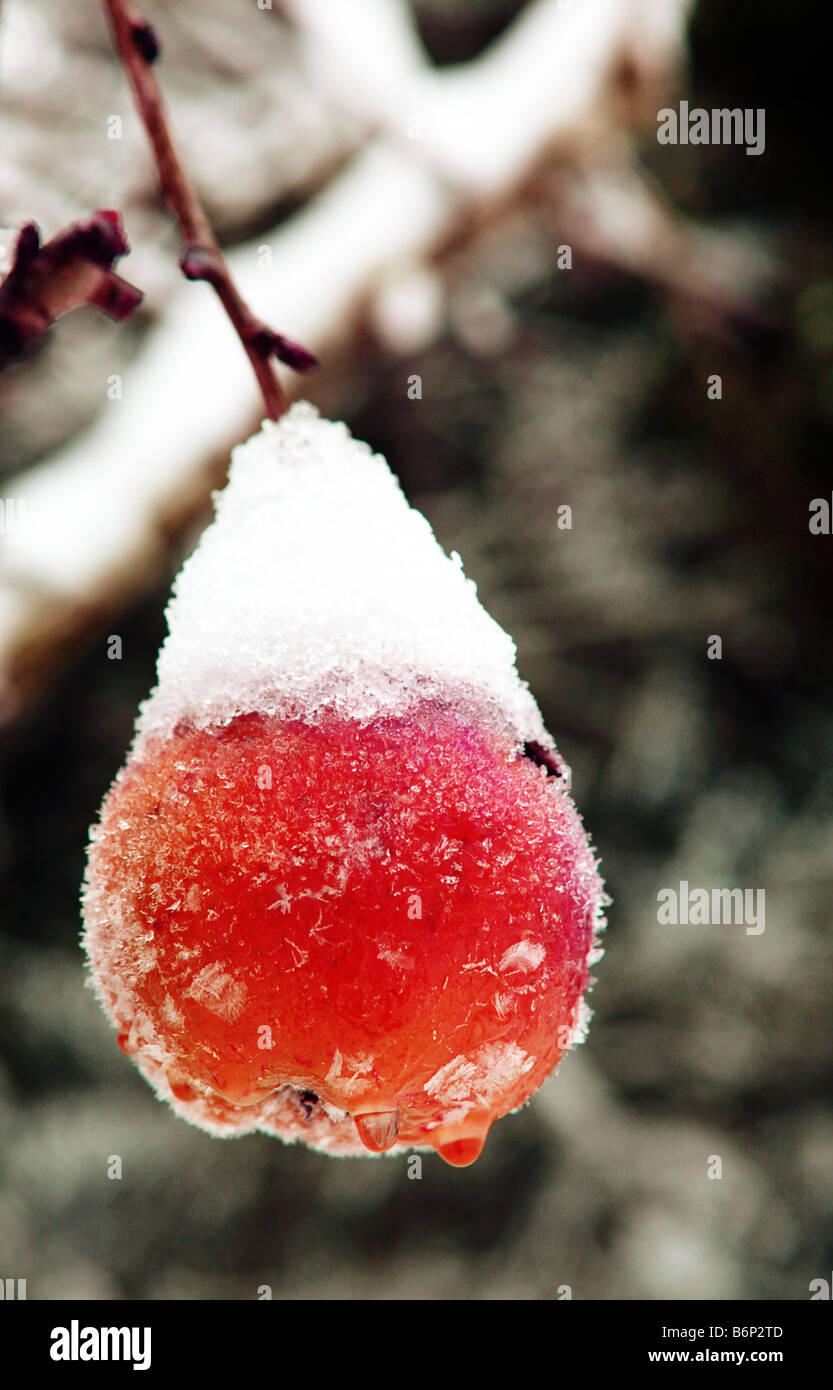 Image of a red apple hanging from a tree branch covered in ice and snow ...
