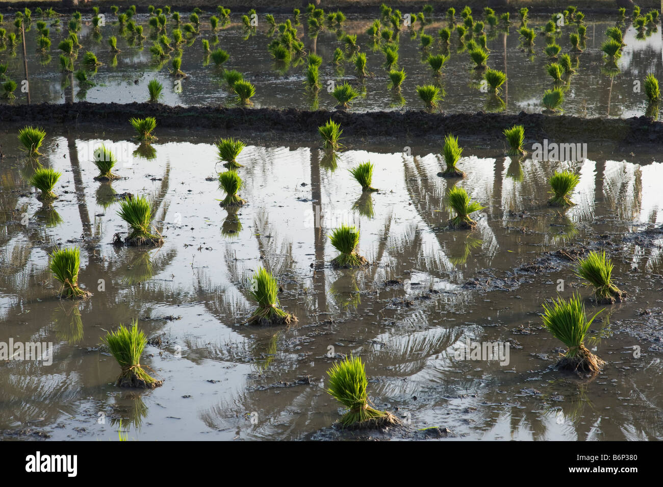 Rice plant clumps in a paddy field waiting to be planted. Andhra Pradesh, India Stock Photo