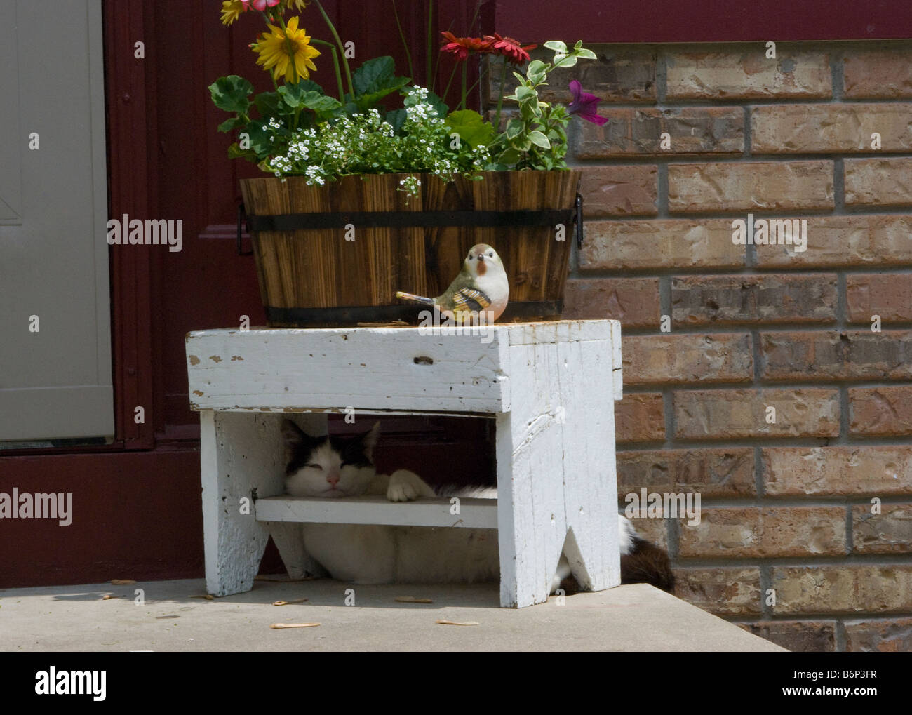 cat relaxes on outside bench on a hot summer day Stock Photo - Alamy