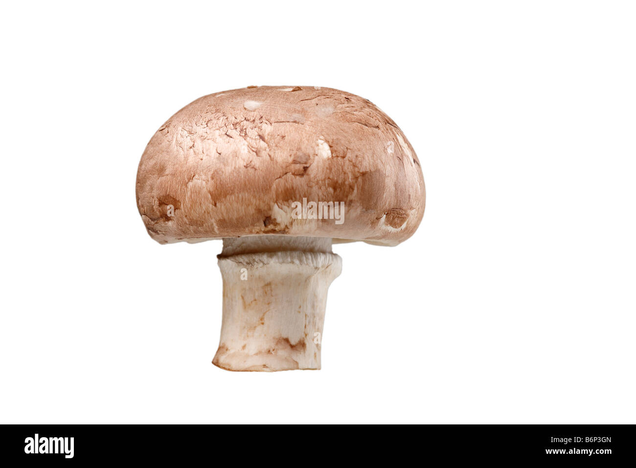 cultivated mushroom (agaricus bisporus) Stock Photo