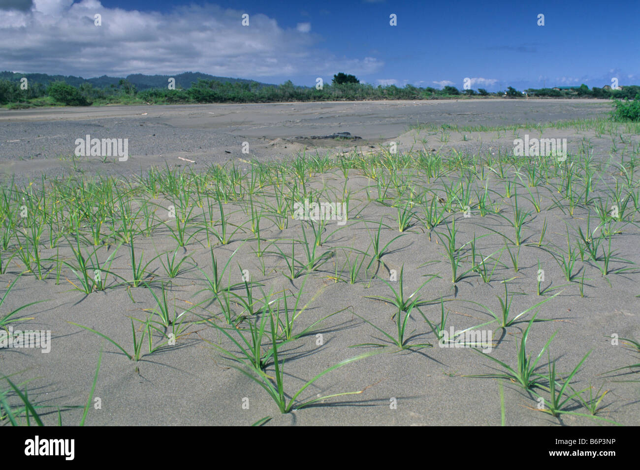 New grass growing in sand bar of the Eel River near Ferndale Humboldt County CALIFORNIA Stock Photo