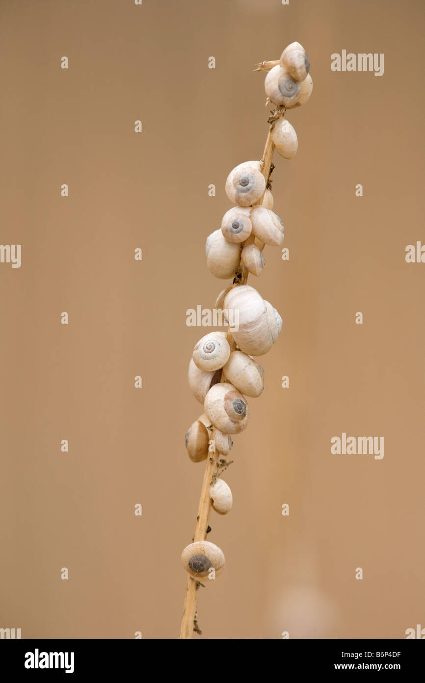 Snails (Theba pisana) in state of aestivation, San Diego, California Stock Photo Alamy