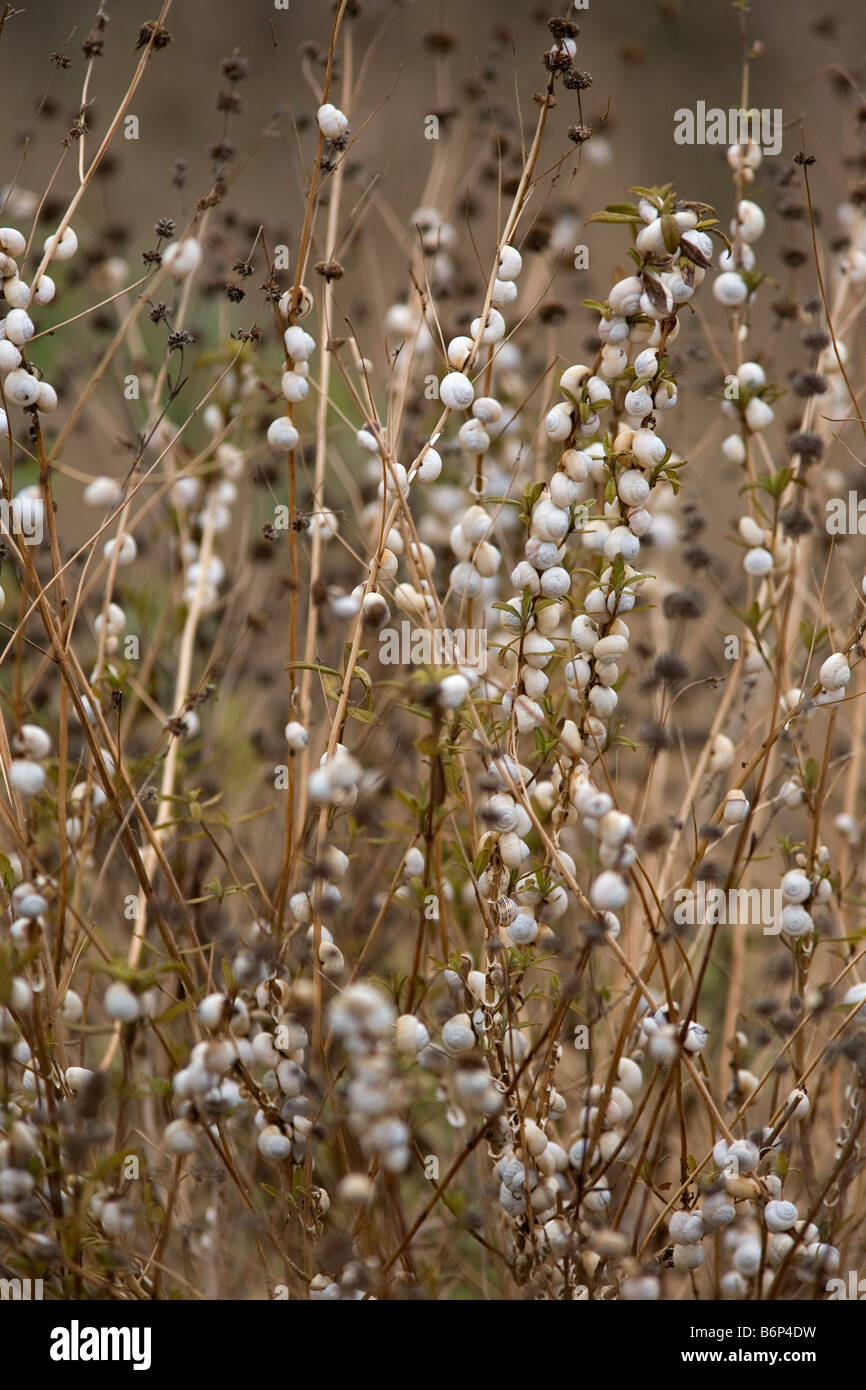 Hundreds of snails (Theba pisana) in state of aestivation, San Diego, California Stock Photo Alamy
