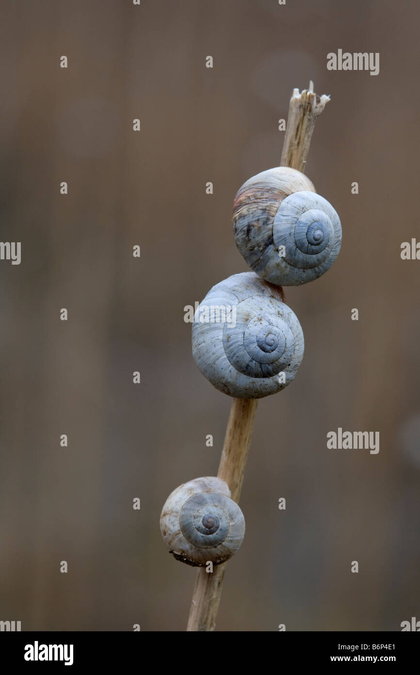 Terrestrial Snails (Theba pisana) in state of aestivation, San Diego