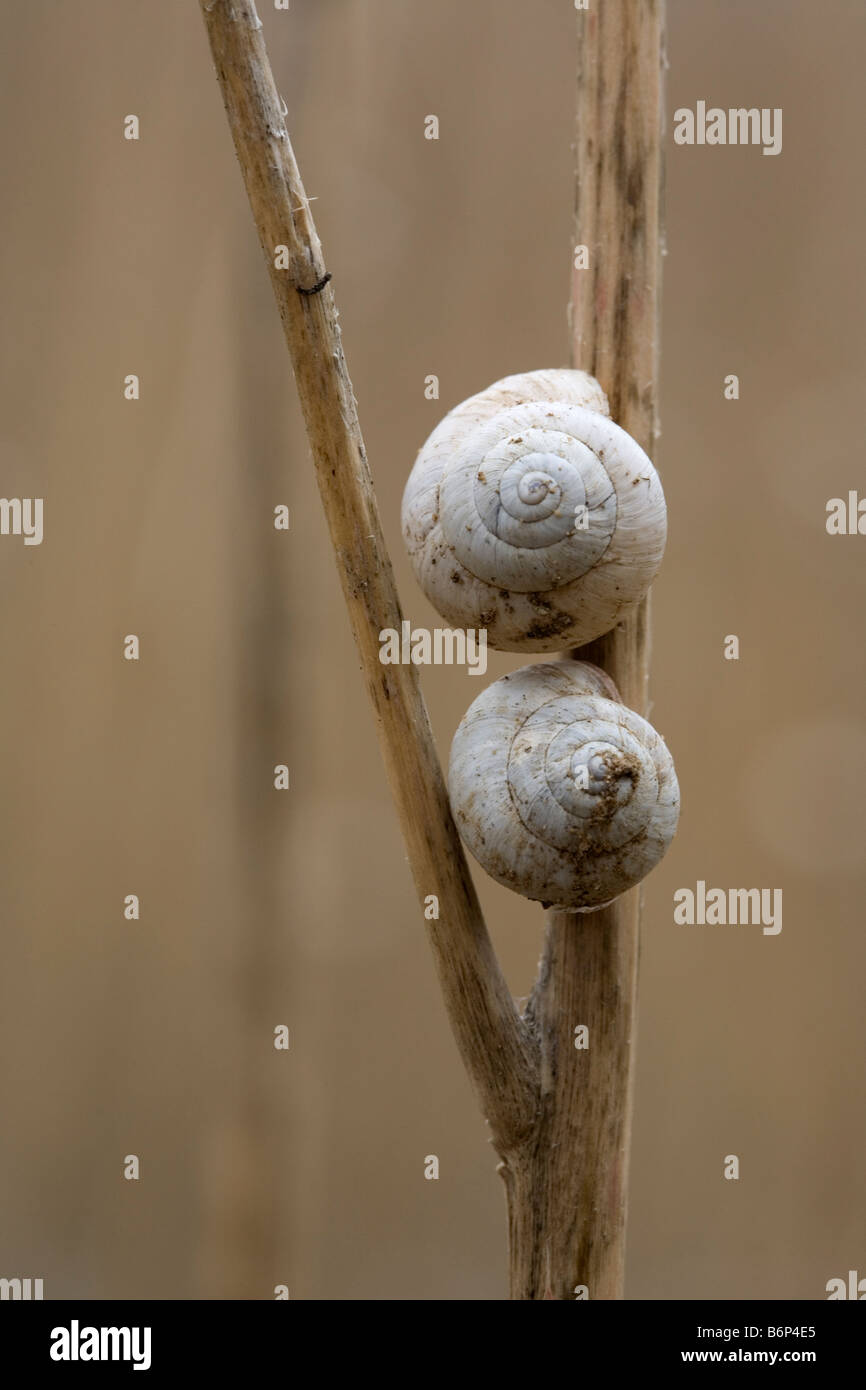 Terrestrial Snails (Theba pisana) in state of aestivation, San Diego, California Stock Photo