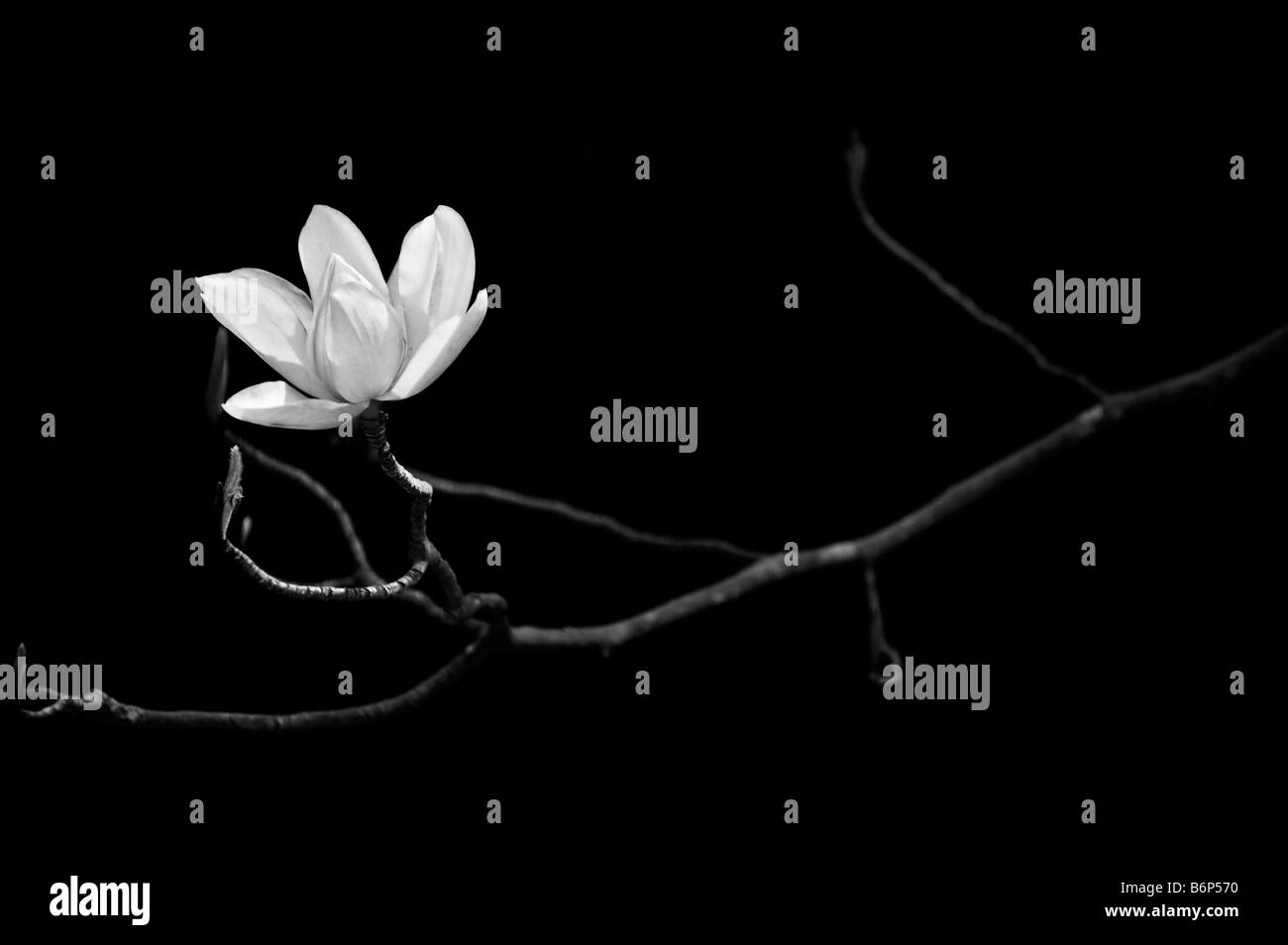 Magnolia campbellii darjeeling flower. Black and white Stock Photo