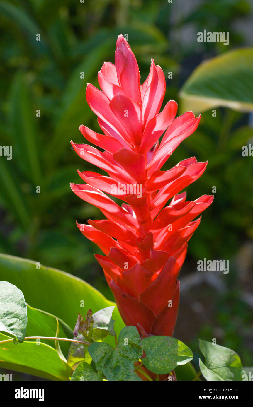 Red ginger blossom Alpinia purpurata Stock Photo Alamy