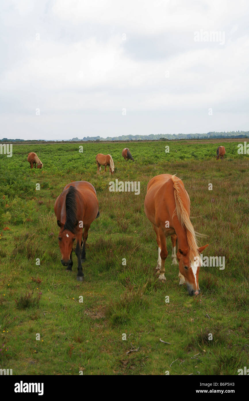New Forest ponies grazing near Brockenhurst Hampshire England UK Stock Photo