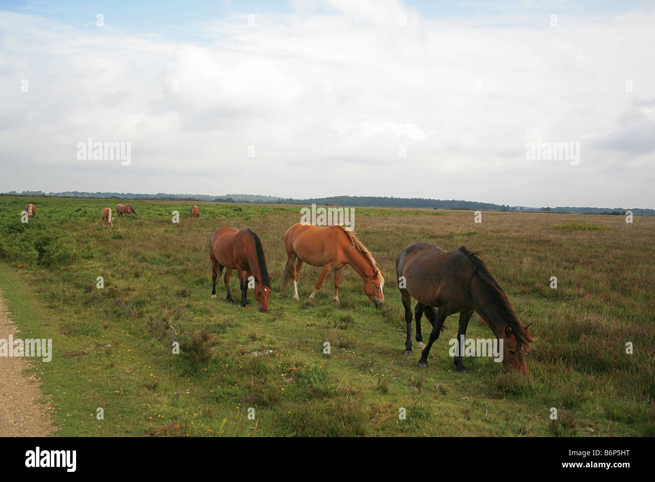 New Forest ponies grazing near Brockenhurst Hampshire England UK Stock Photo