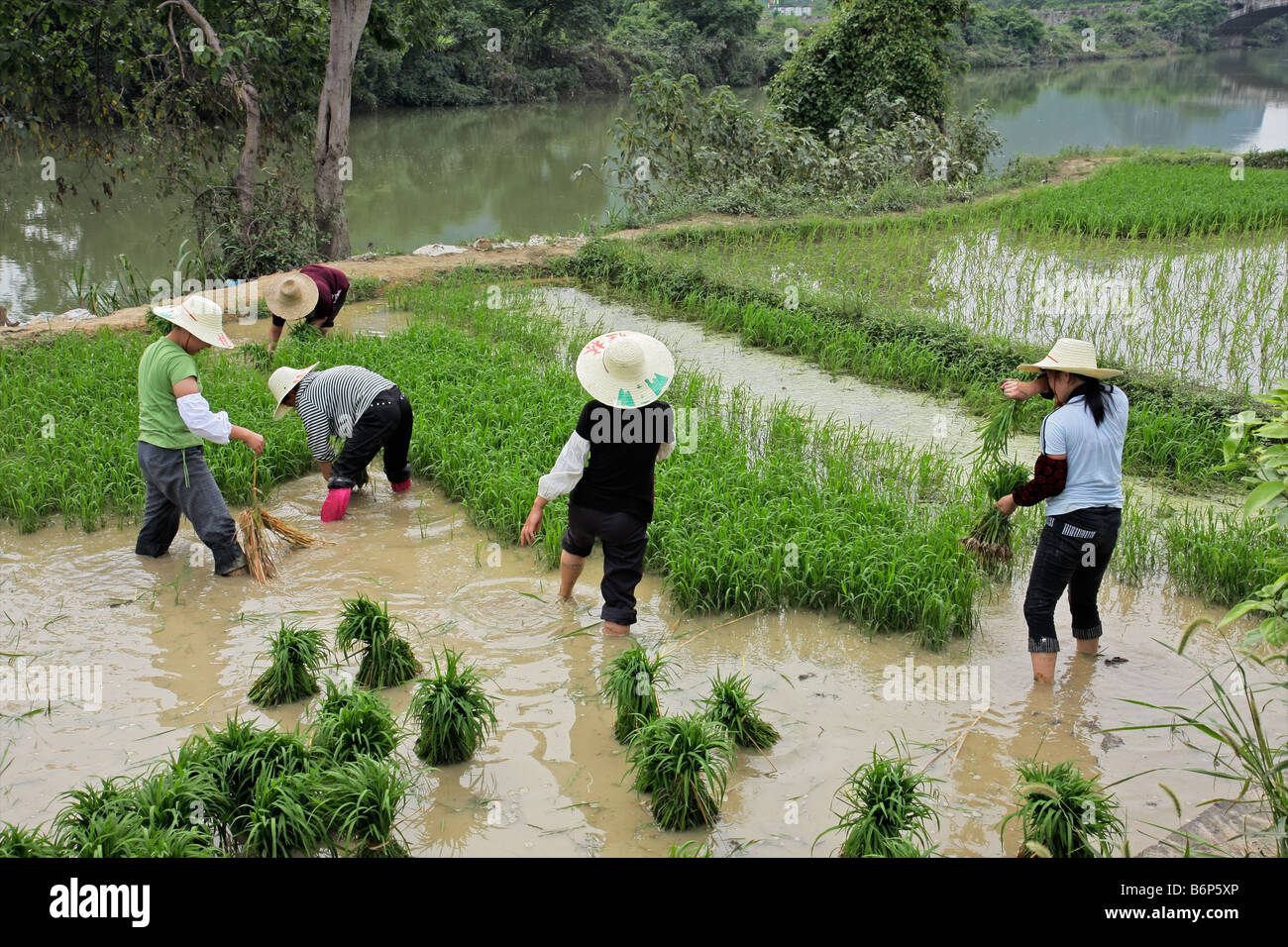 Chinese women planting rice on the banks of the Li river near Yangshuo ...