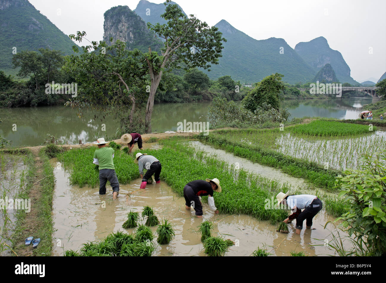 Chinese women planting rice on the banks of the Li river near Yangshuo ...