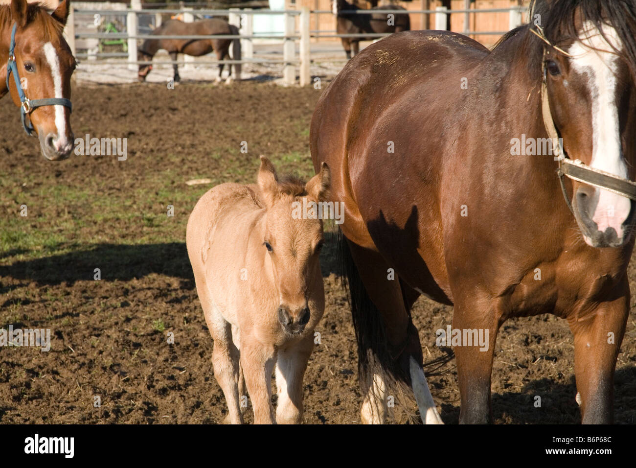 Horses in stables near Kranj Slovenia Stock Photo Alamy