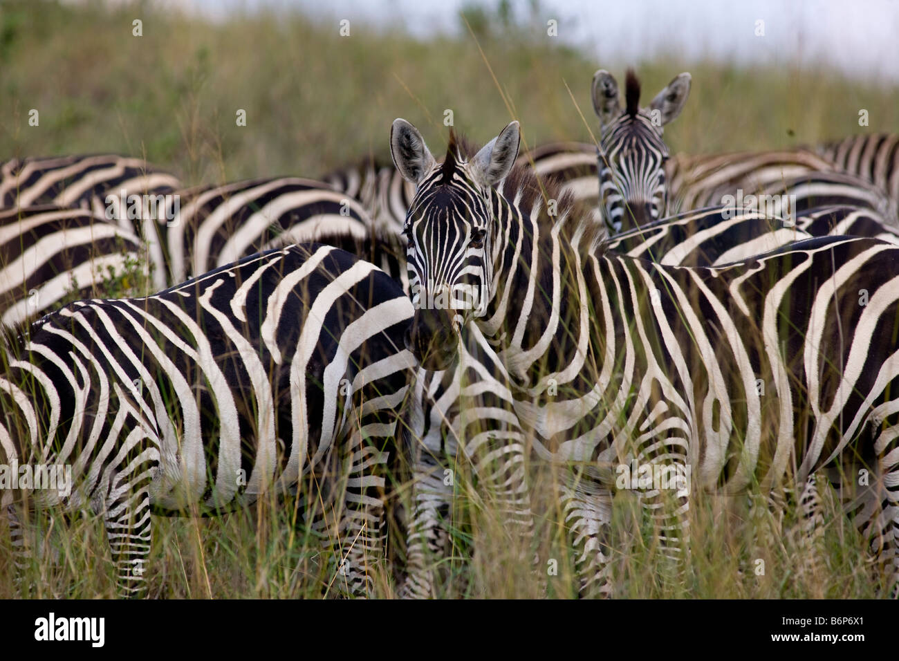 zebra at Kenya Stock Photo
