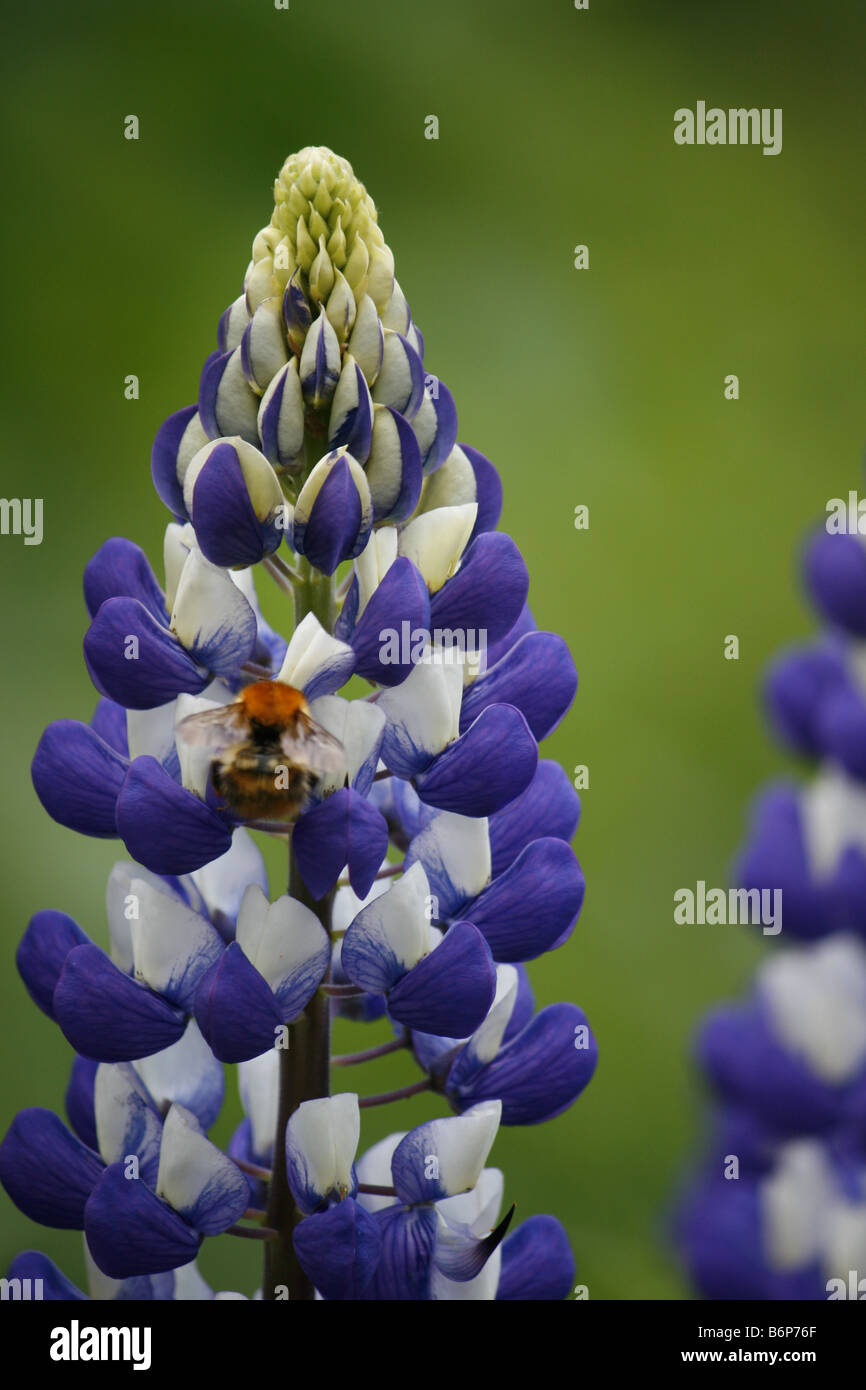 Purple lupin growing in the garden up with a bee collecting its nectar. Stock Photo