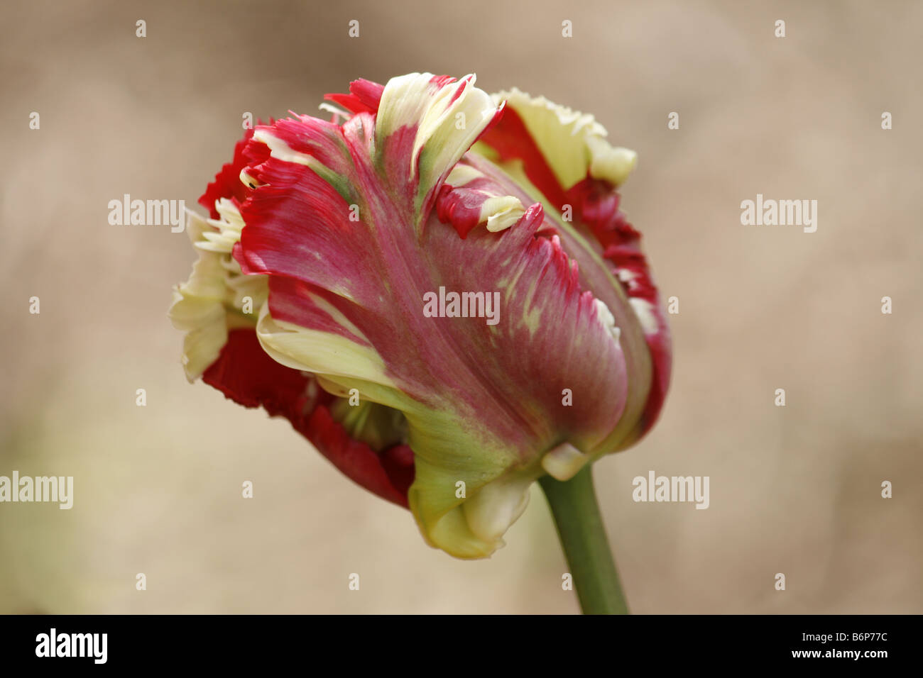 Red, green and white tulip growing in a garden with natural background. Stock Photo