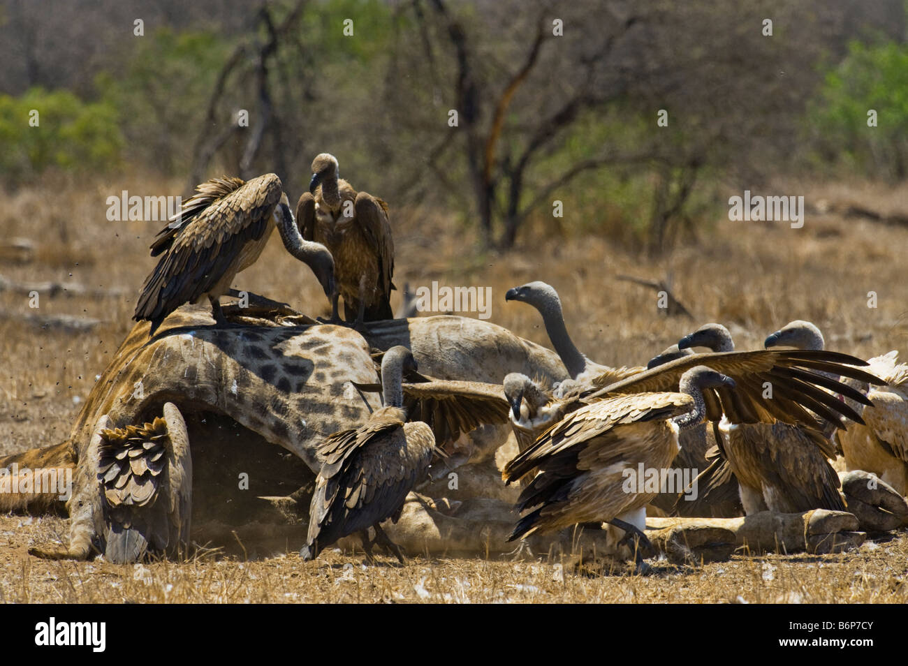 wildlife wild many much lots of VULTURES vulture carrion eating south-Afrika south africa eating feed feeding scavenger giraffe Stock Photo
