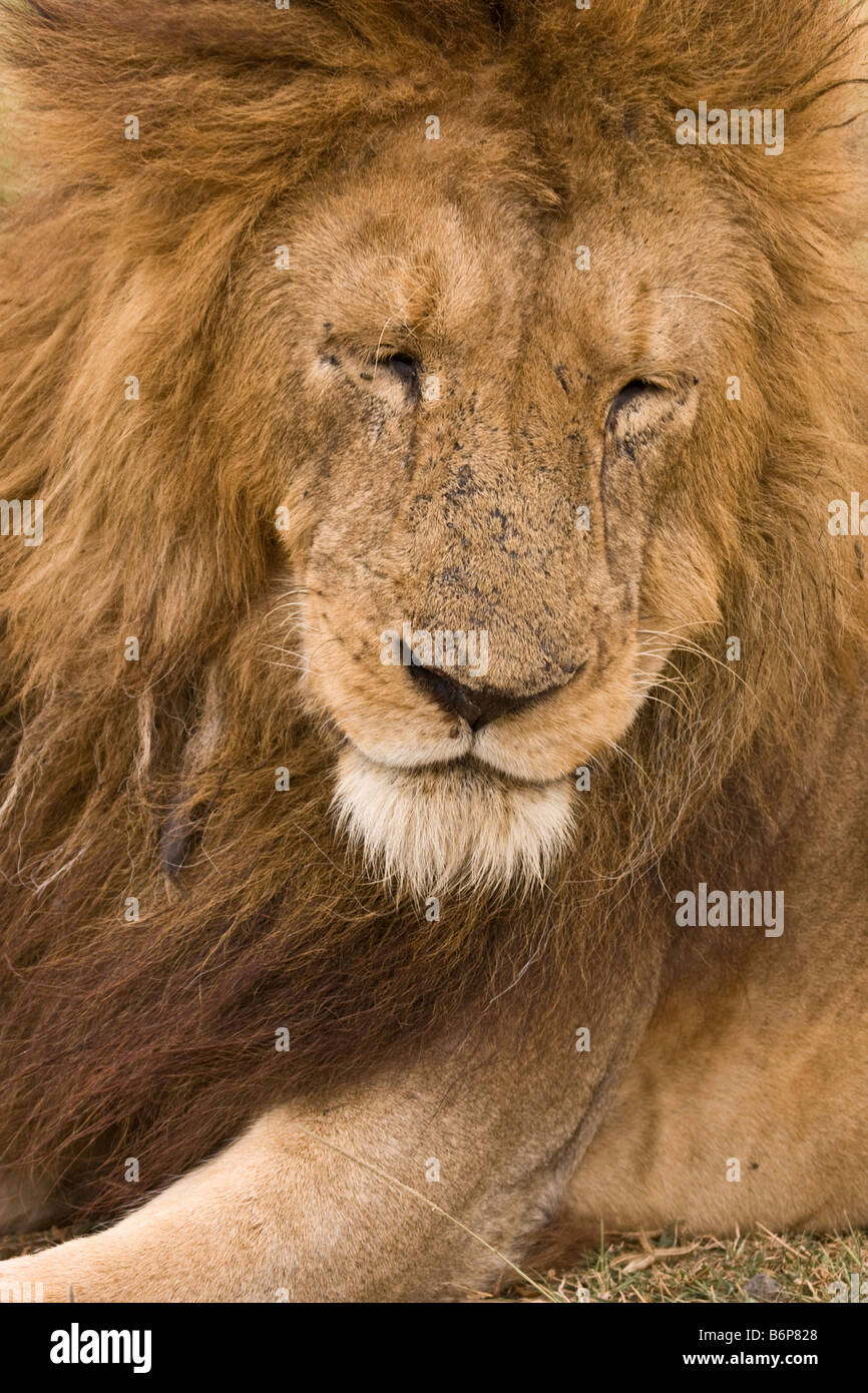 Old lion male hires stock photography and images Alamy