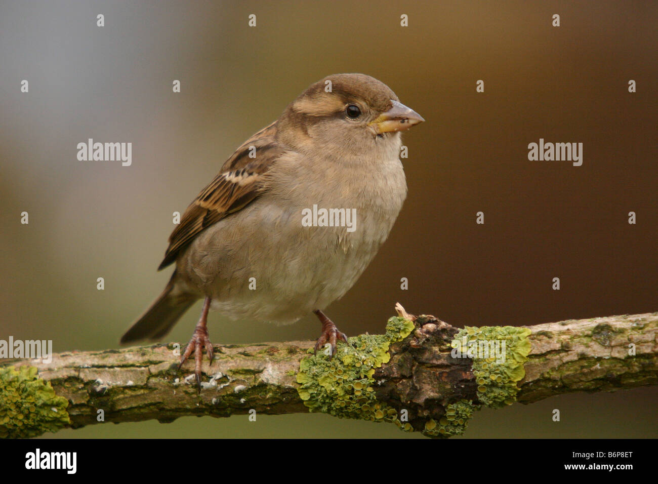 Passer domesticus england hi-res stock photography and images - Alamy