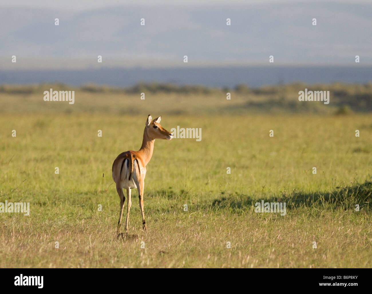 Gazelle in the Masai Mara Stock Photo - Alamy