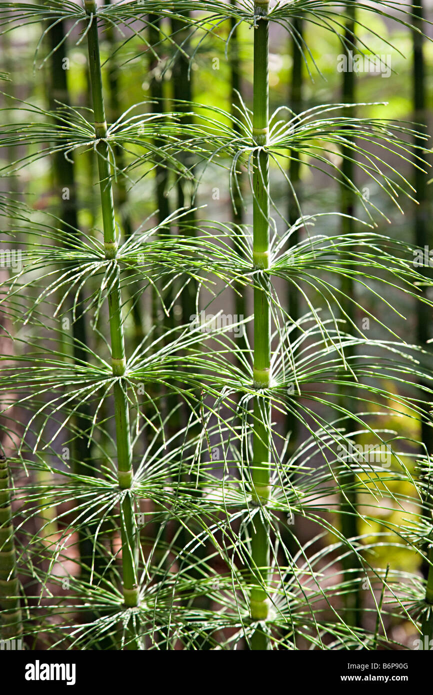 Horsetails Equisetum myriochaetum Mexico Stock Photo