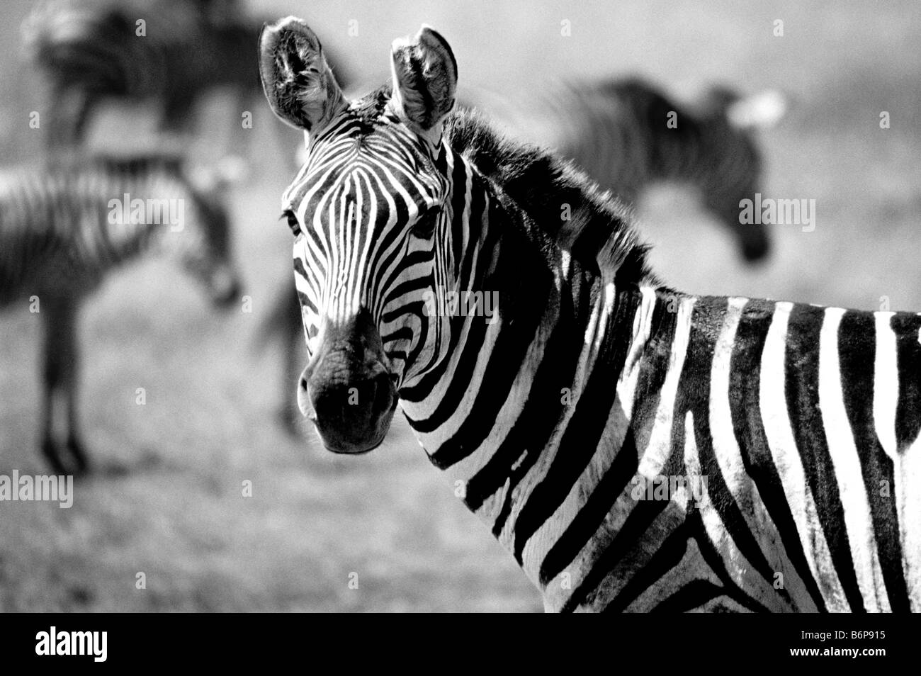 Zebra in Masai Mara Kenya Stock Photo